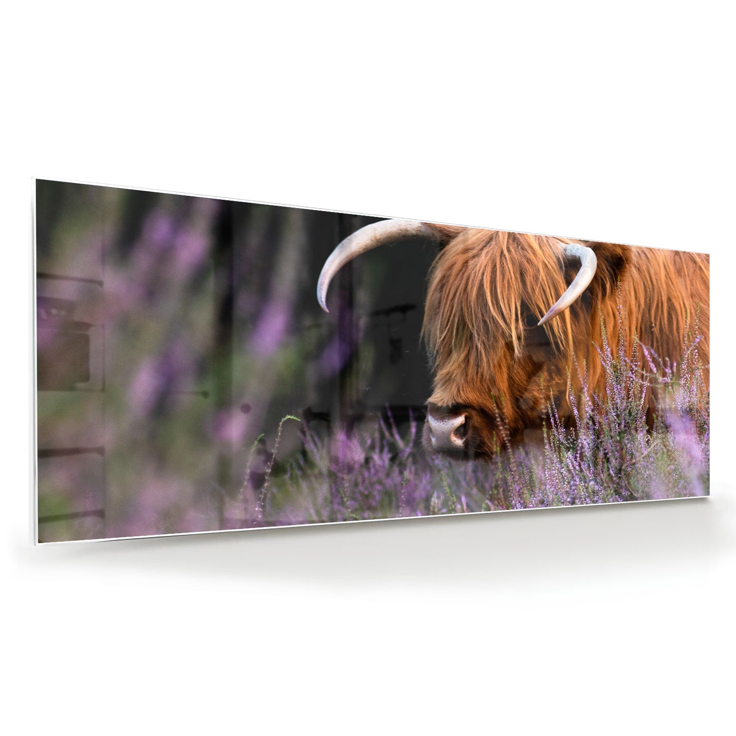 Glazen schilderij van een Schotse Hooglander met lavendel op de achtergrond.