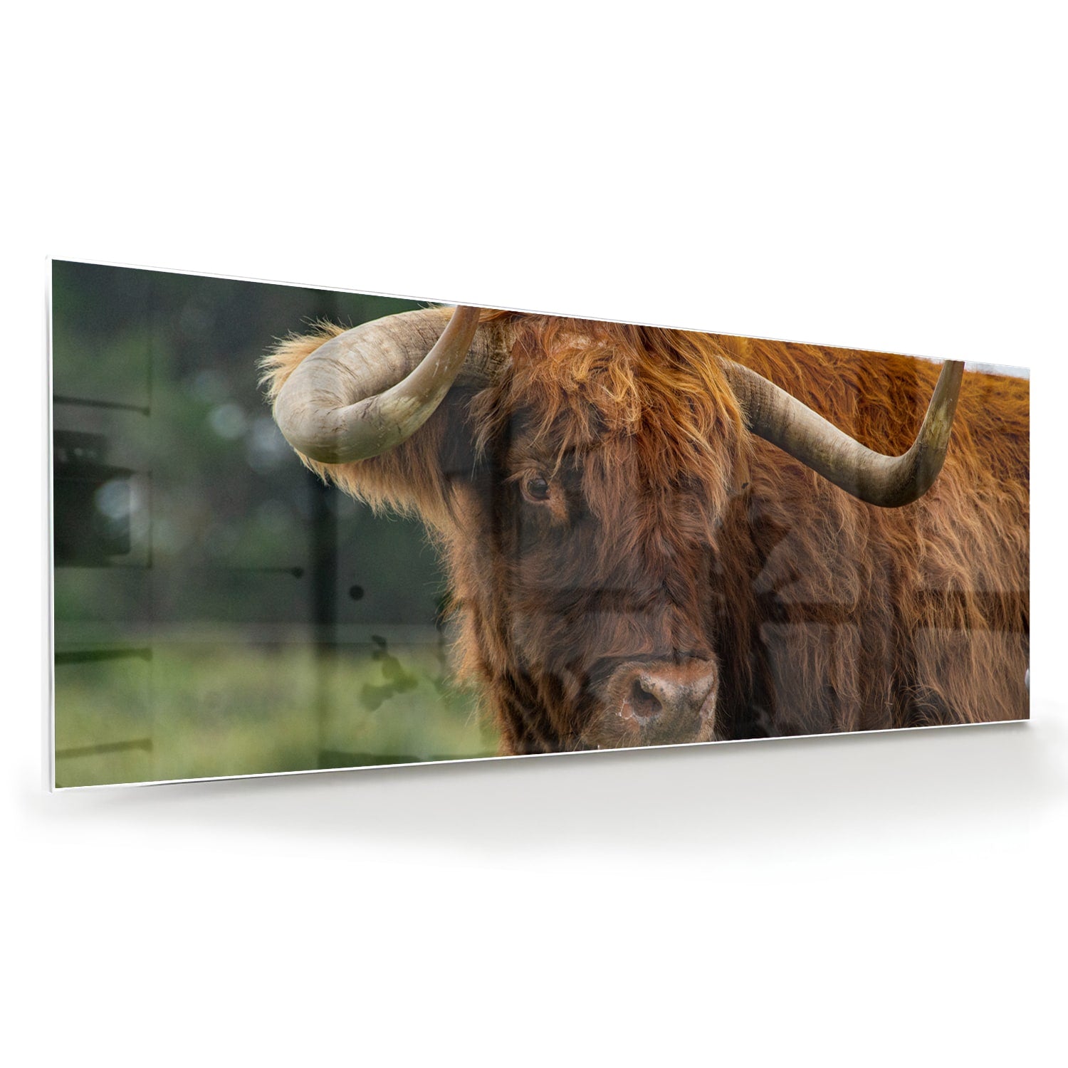 Glas schilderij van een Schotse Hooglander in een moderne woonkamer