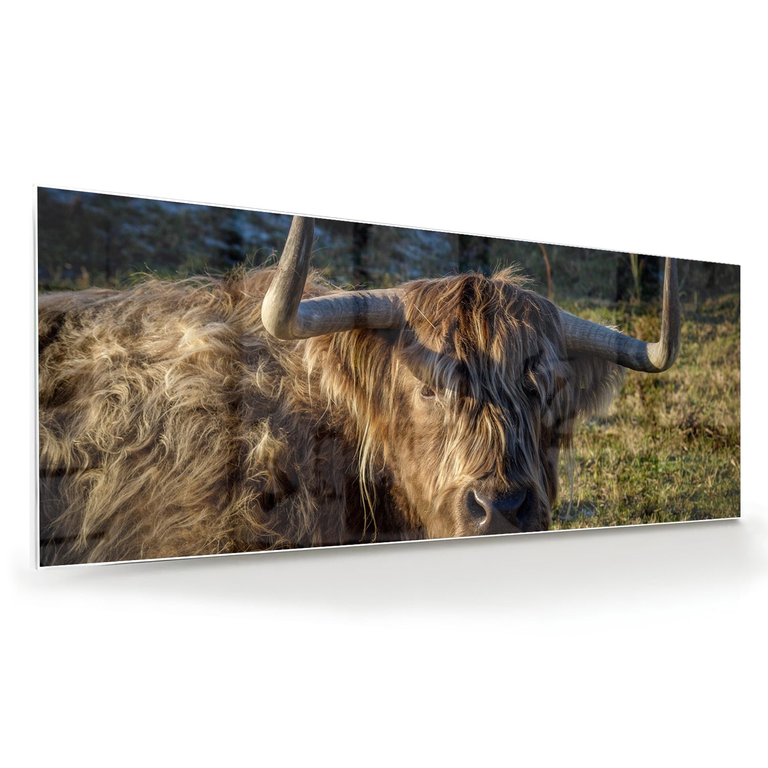 Glazen schilderij van een Highlander rund in een groene omgeving