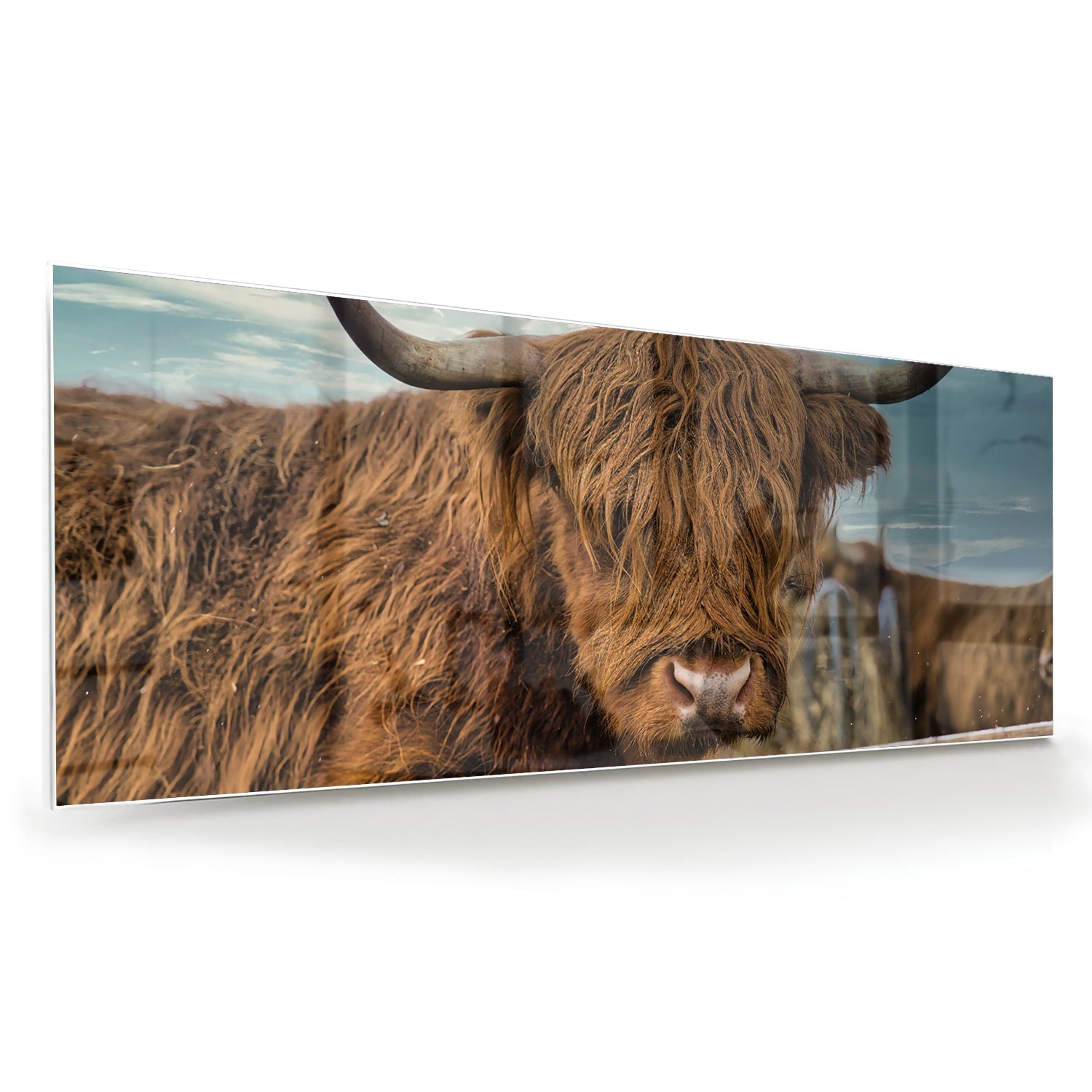 Glas schilderij van een Highlander koe met een mooie achtergrond.