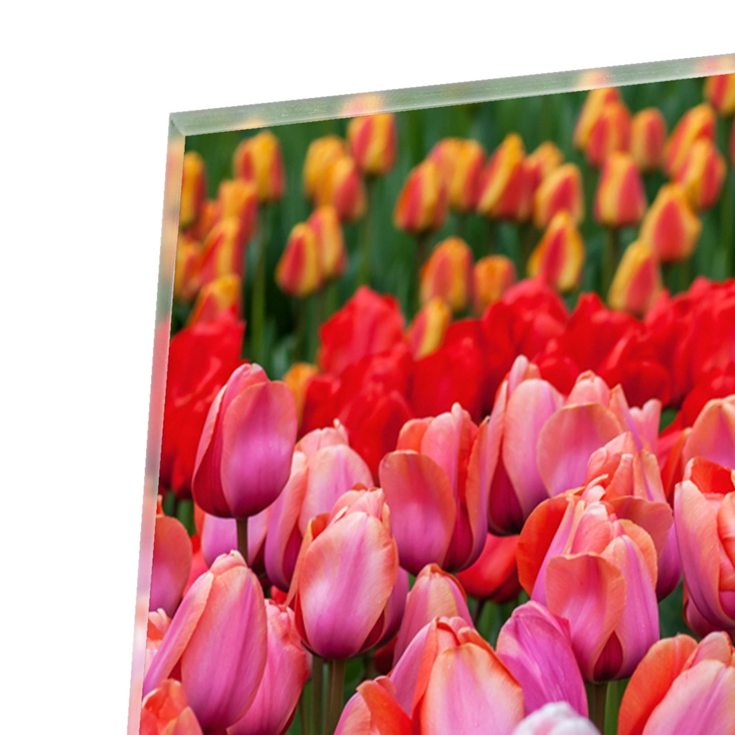 Glazen schilderij van kleurrijke tulpen in een tuin setting.