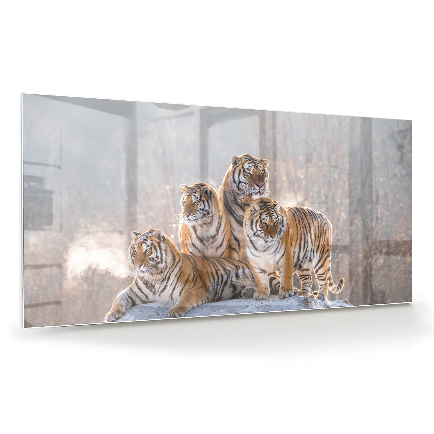 Glazen schilderij met drie tijgers in een moderne woonkamer.