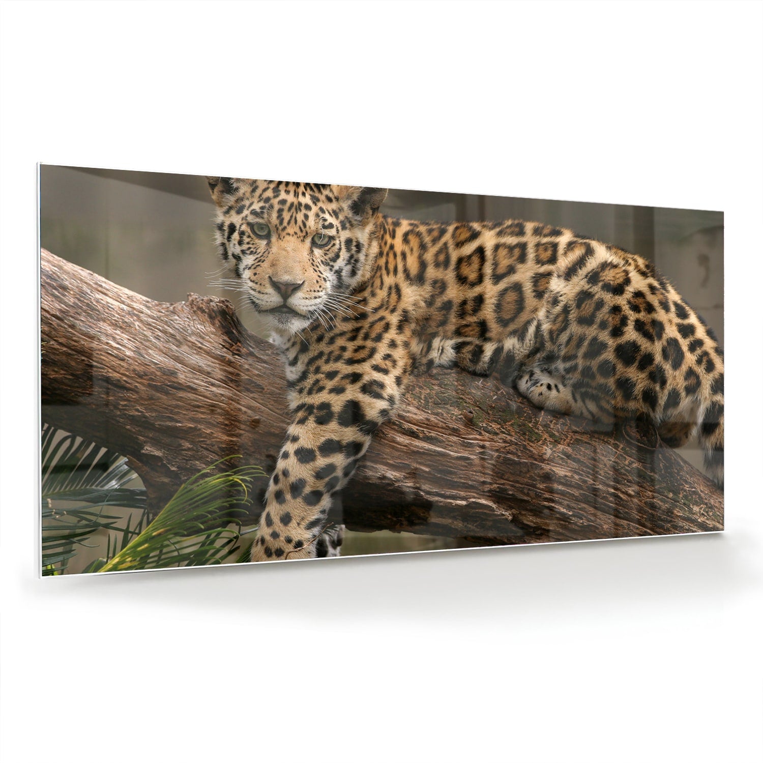 Glas schilderij van een jaguar die op een tak ligt, met een natuurlijke achtergrond.