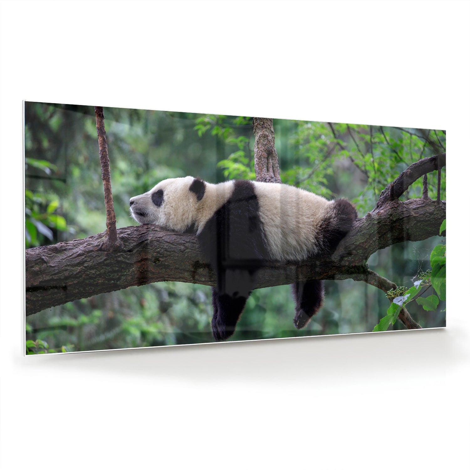 Glazen schilderij van een panda die ontspannen op een tak ligt.