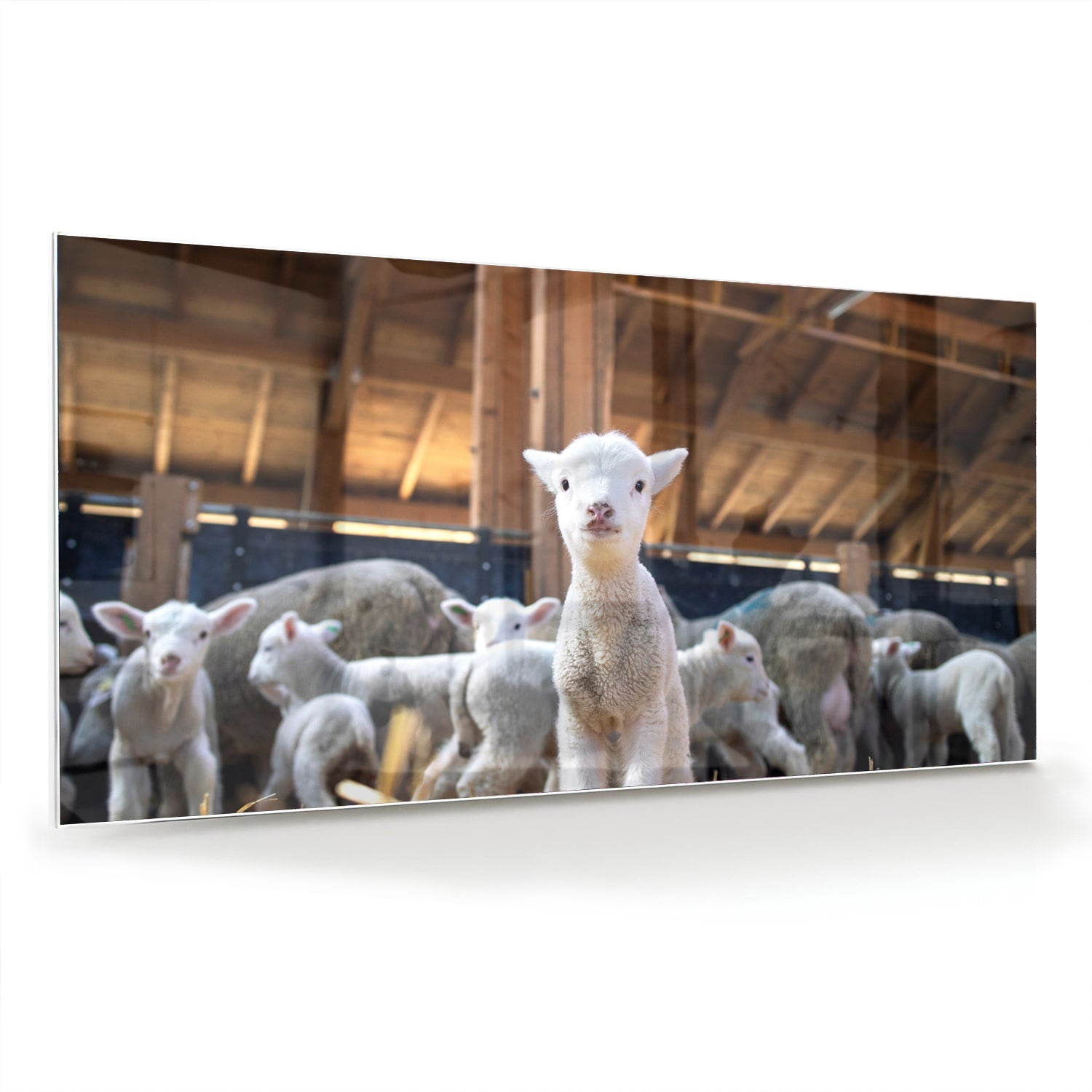 Glazen schilderij met lammetjes in een stal, perfect voor huisdecoratie.