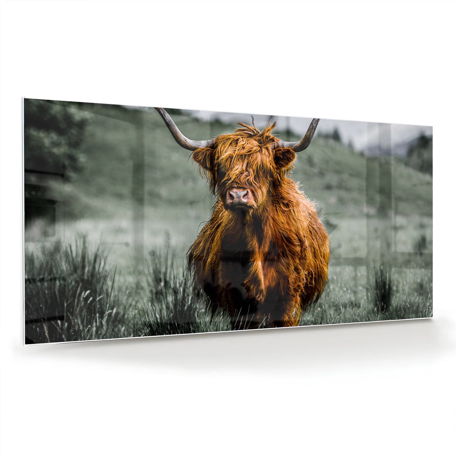 Schots Hooglander schilderij op glas in een groene omgeving.