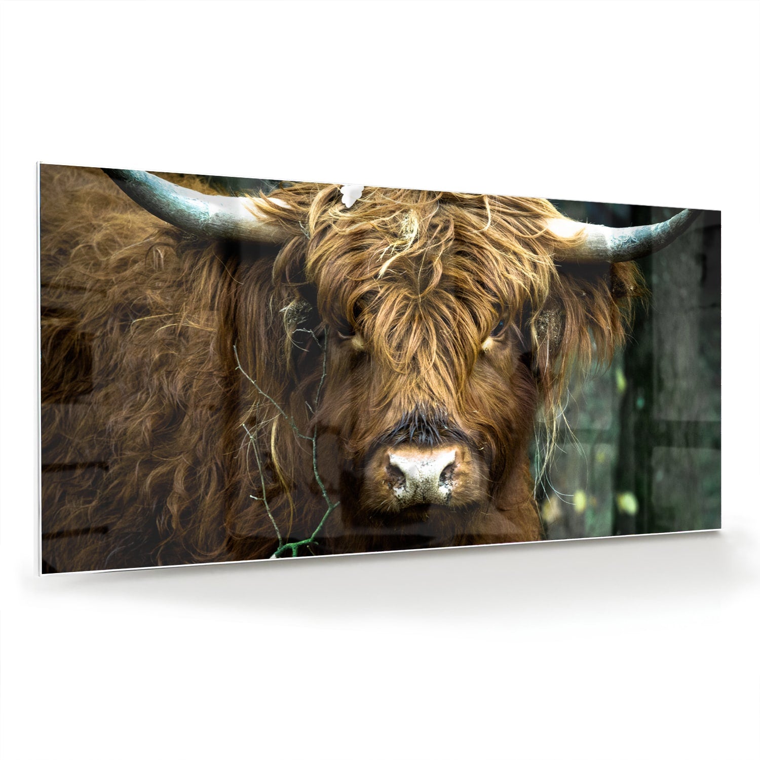 Glazen schilderij van een Schotse Hooglander in een natuurlijke omgeving