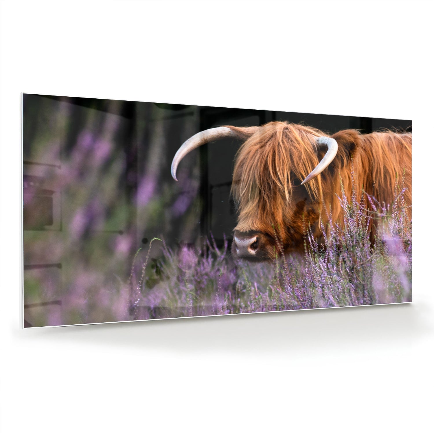 Glazen schilderij van een Schotse Hooglander met lavendel op de achtergrond.