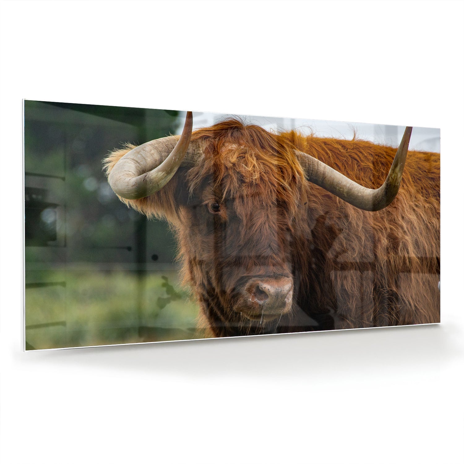Glas schilderij van een Schotse Hooglander in een moderne woonkamer