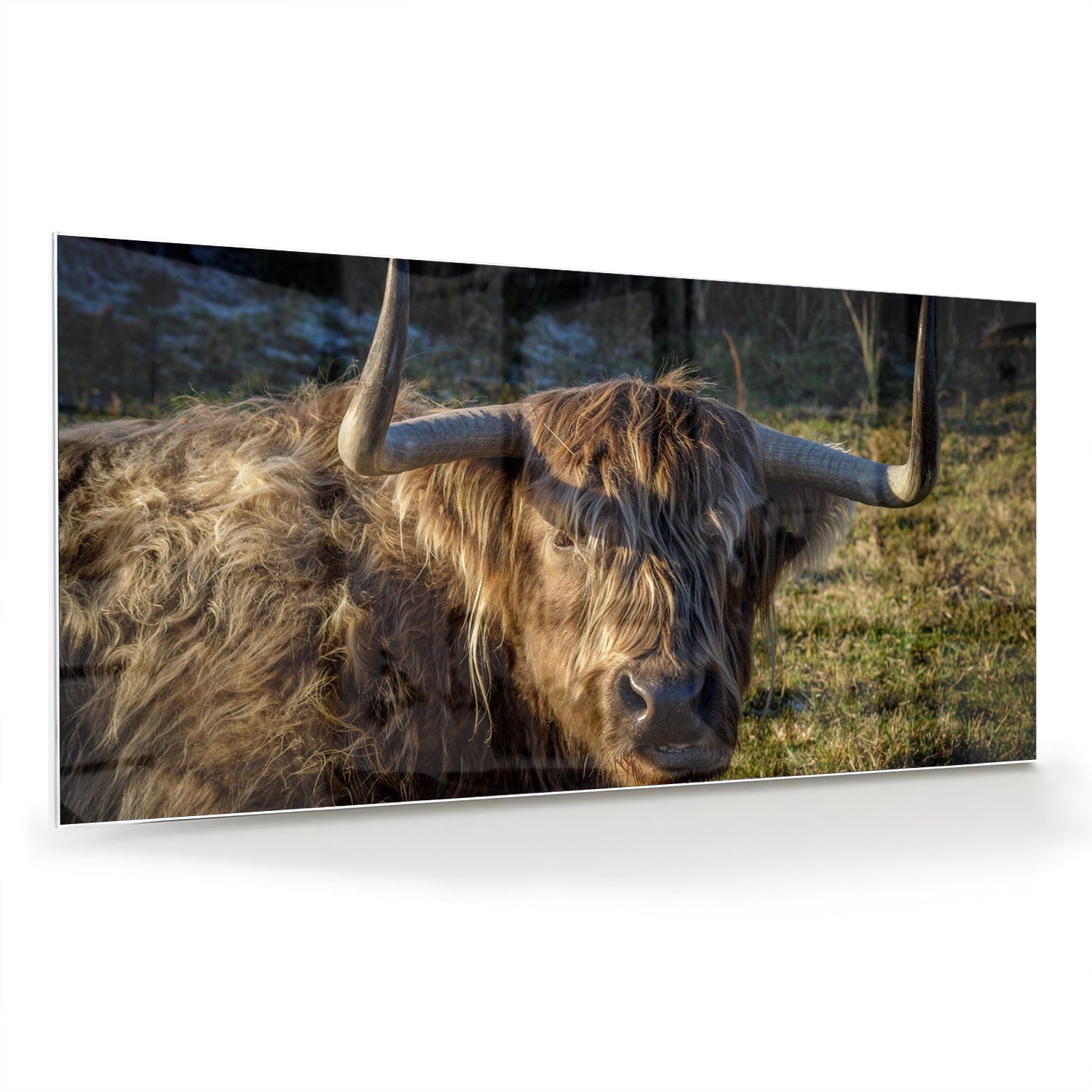 Glazen schilderij van een Highlander rund in een groene omgeving