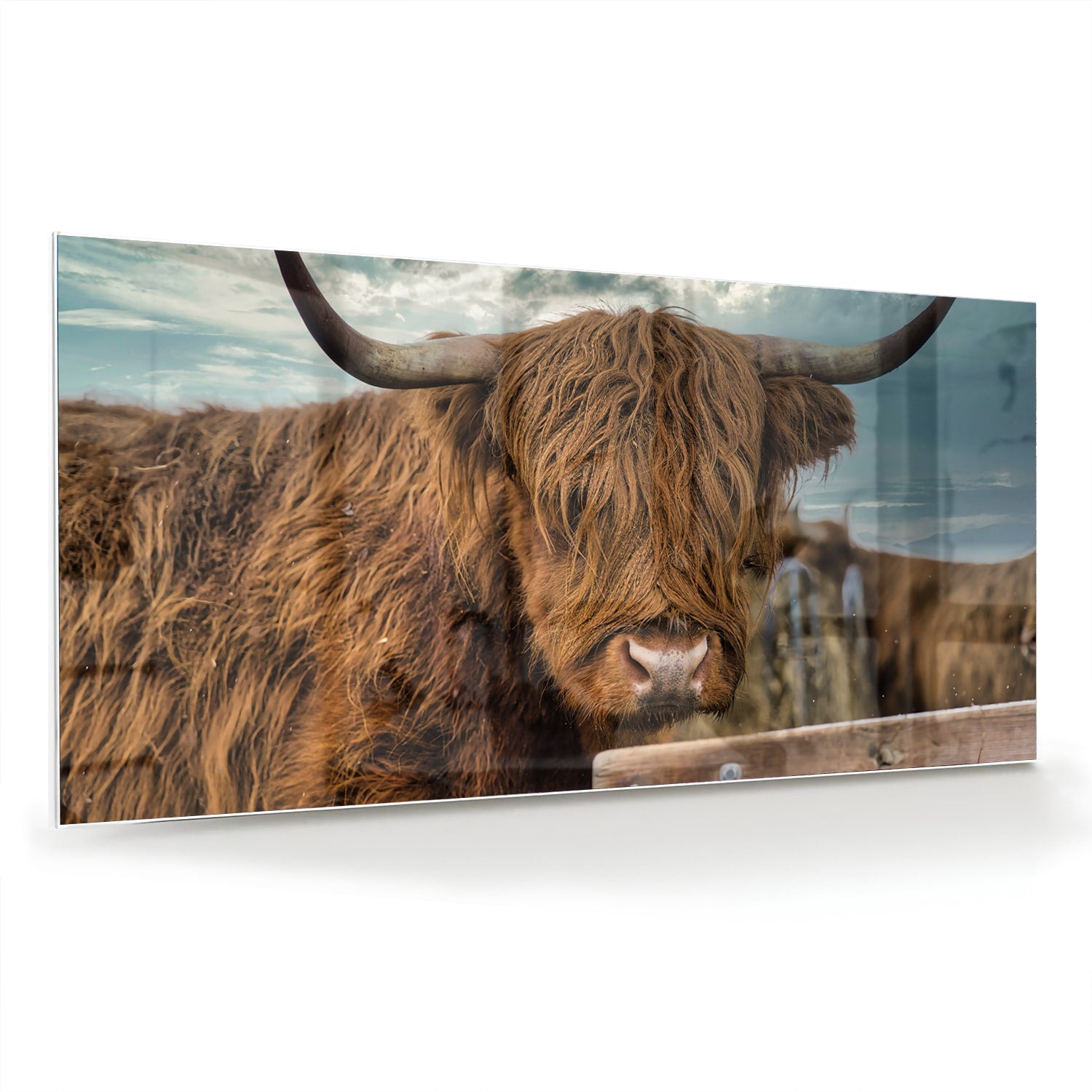 Glas schilderij van een Highlander koe met een mooie achtergrond.
