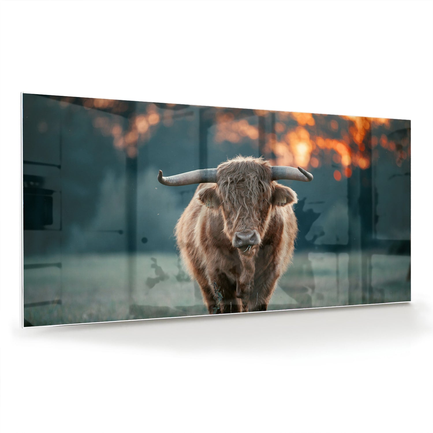 Glazen schilderij van een Schotse Hooglander in een natuurlijke setting.