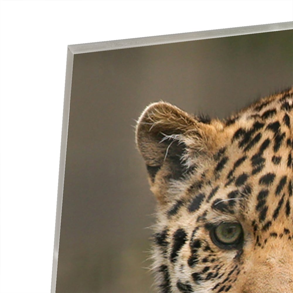Glas schilderij van een jaguar die op een tak ligt, met een natuurlijke achtergrond.