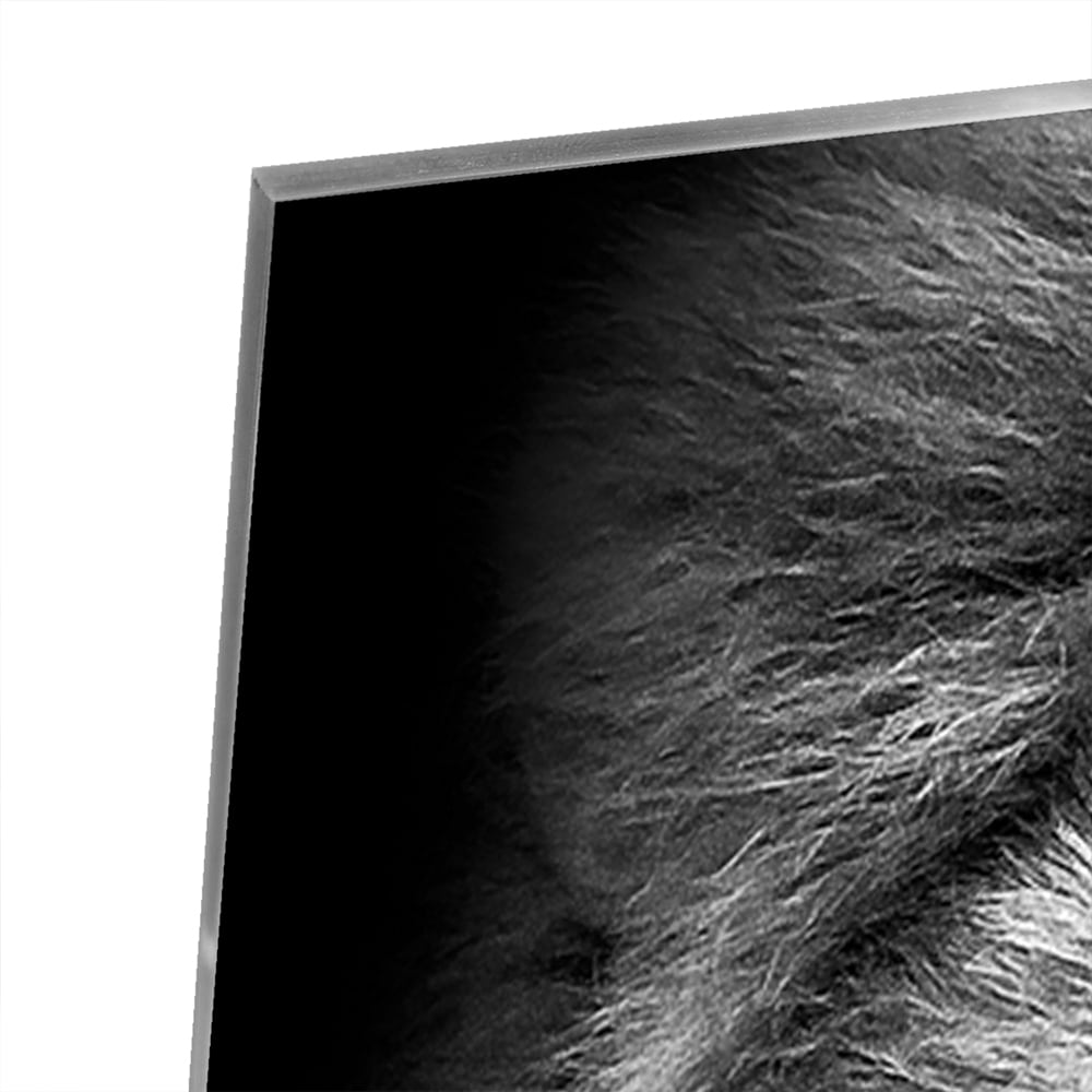 Glazen schilderij van een leeuw in zwart-wit, perfect voor wanddecoratie.