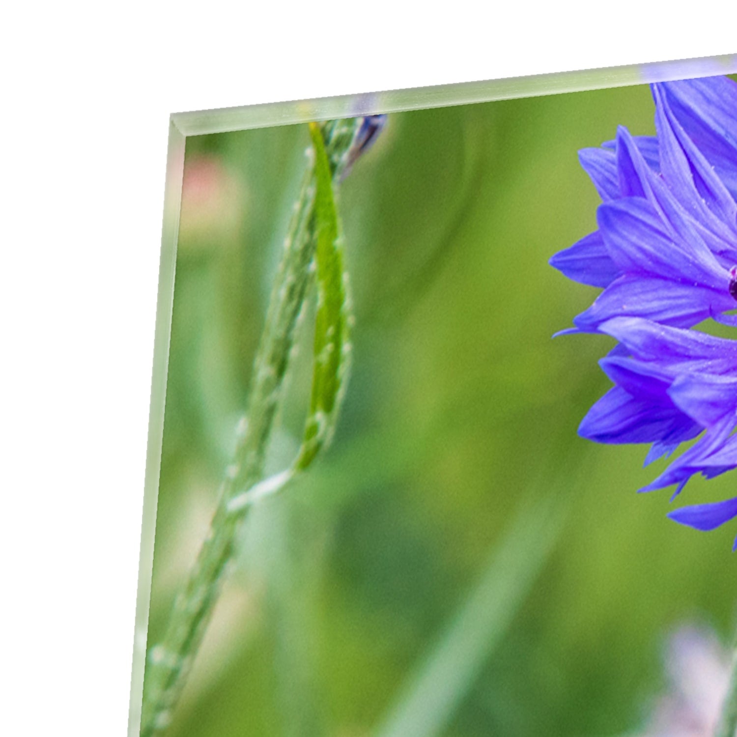 Glazen schilderij met paarse bloemen in een moderne woonkamer.