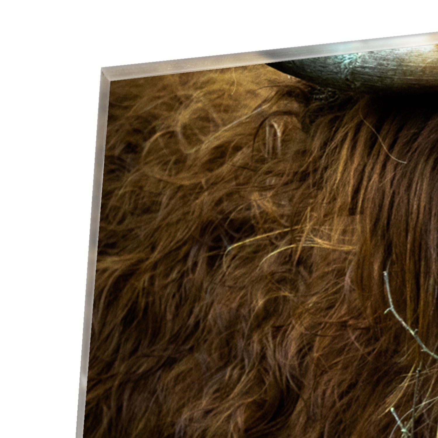 Glazen schilderij van een Schotse Hooglander in een natuurlijke omgeving