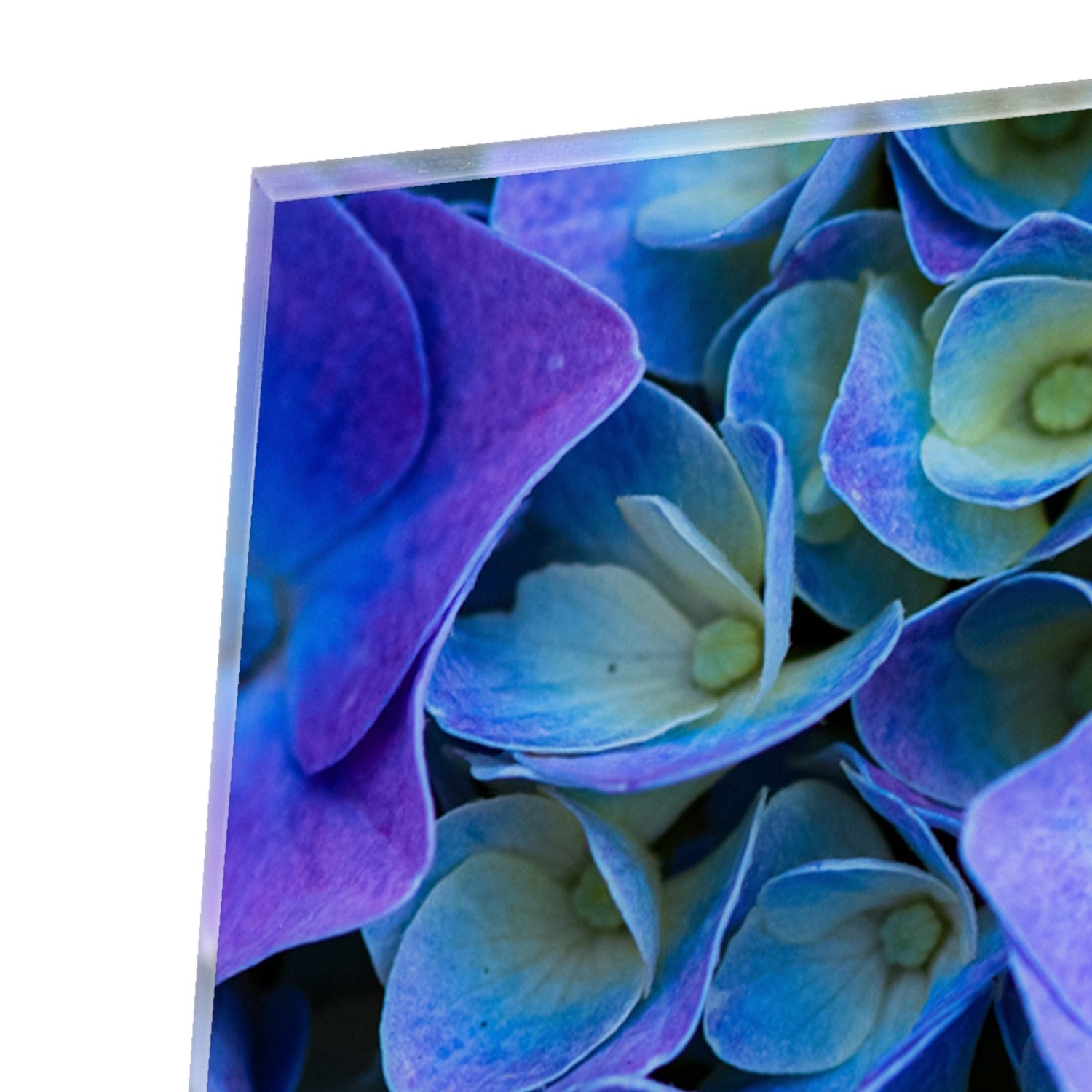 Glas schilderij met mooie blauwe bloemen aan de muur