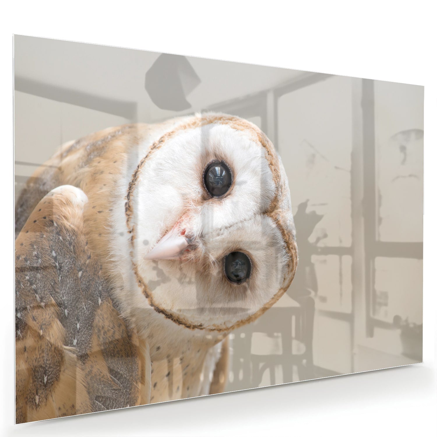 Glazen schilderij van een nieuwsgierige uil aan de muur in een moderne interieursetting.