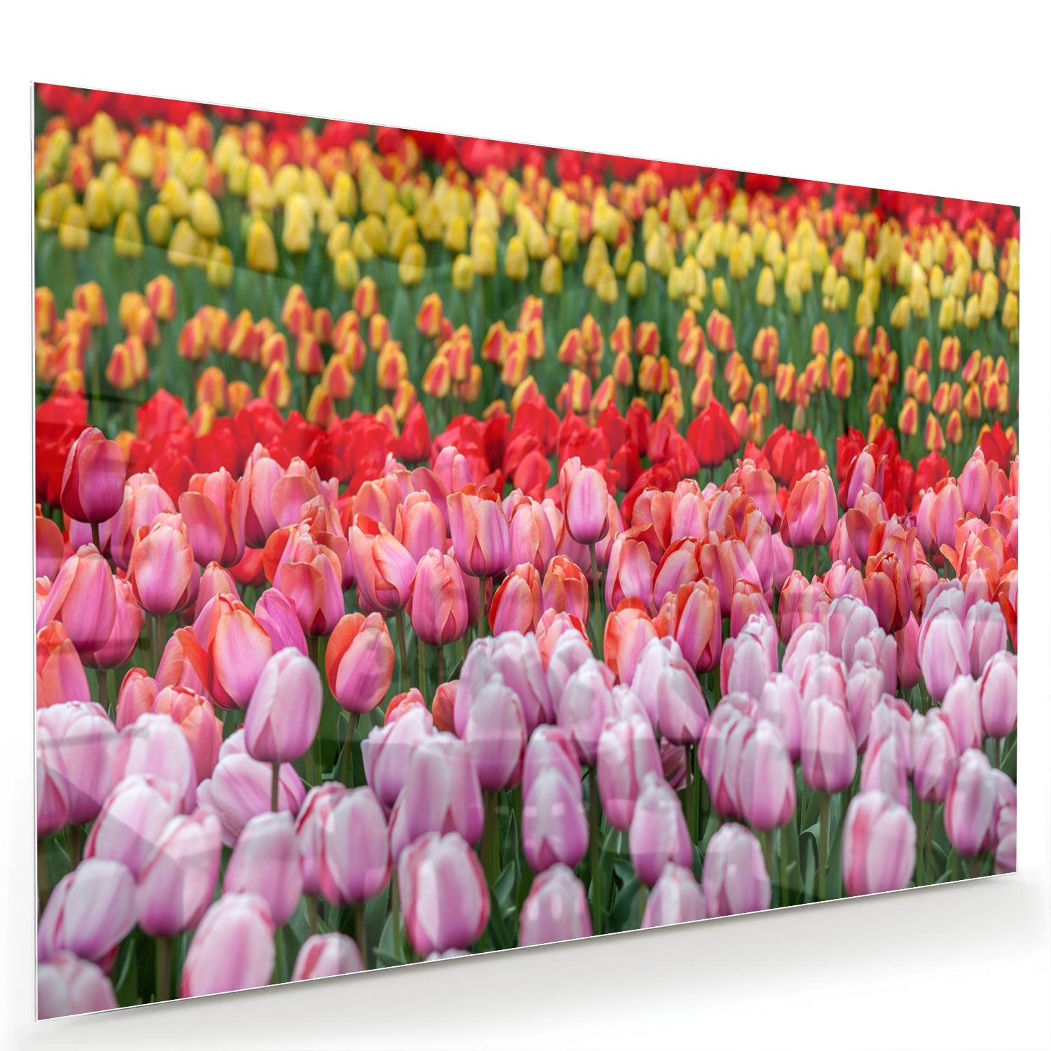 Glazen schilderij van kleurrijke tulpen in een tuin setting.