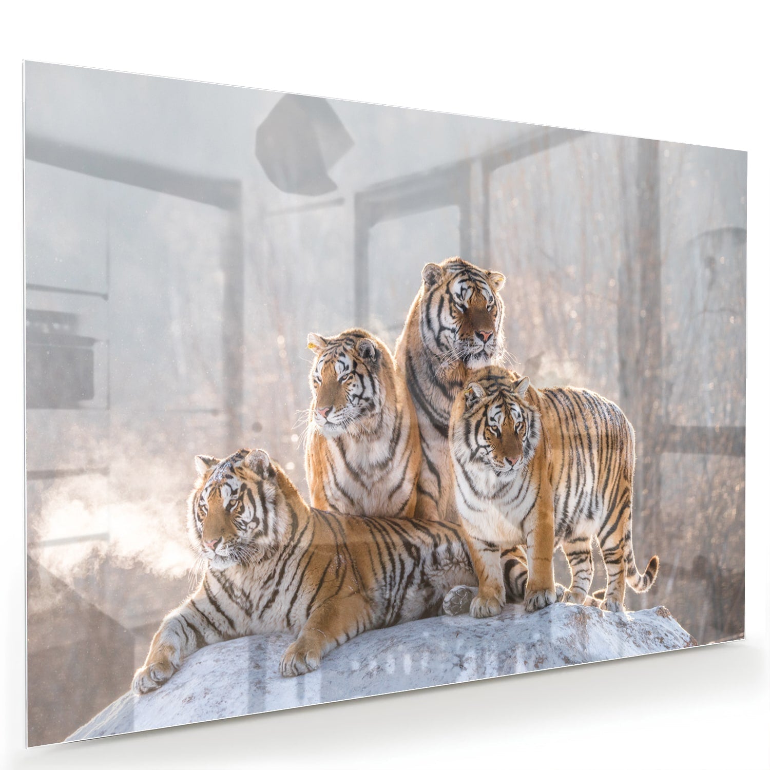 Glazen schilderij met drie tijgers in een moderne woonkamer.