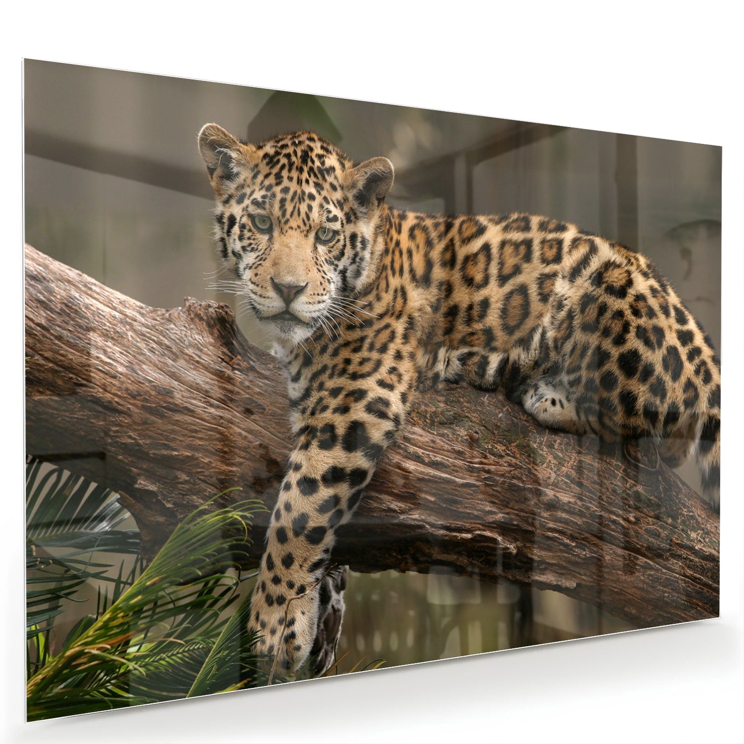 Glas schilderij van een jaguar die op een tak ligt, met een natuurlijke achtergrond.