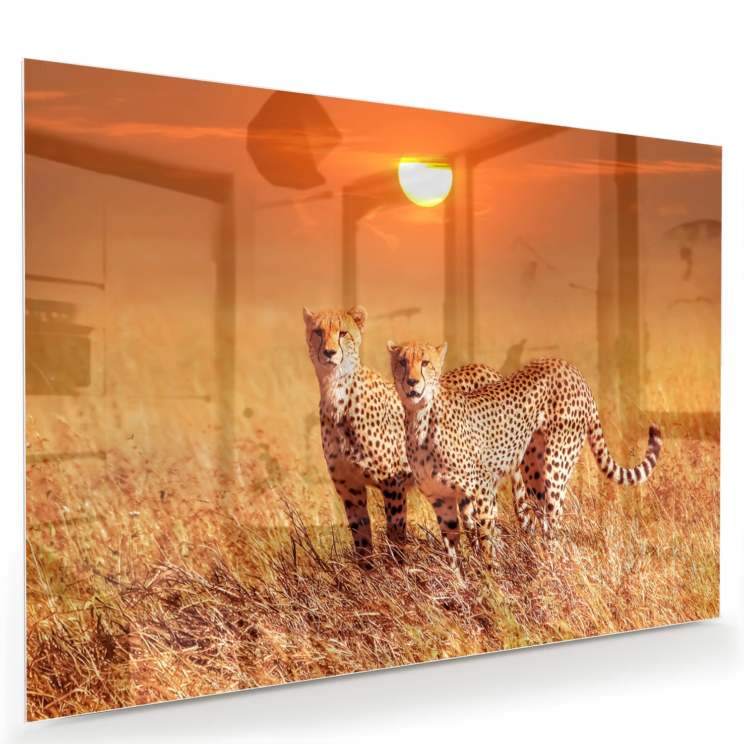 Glazen schilderij van twee cheeta's in een gouden savanne bij zonsondergang.