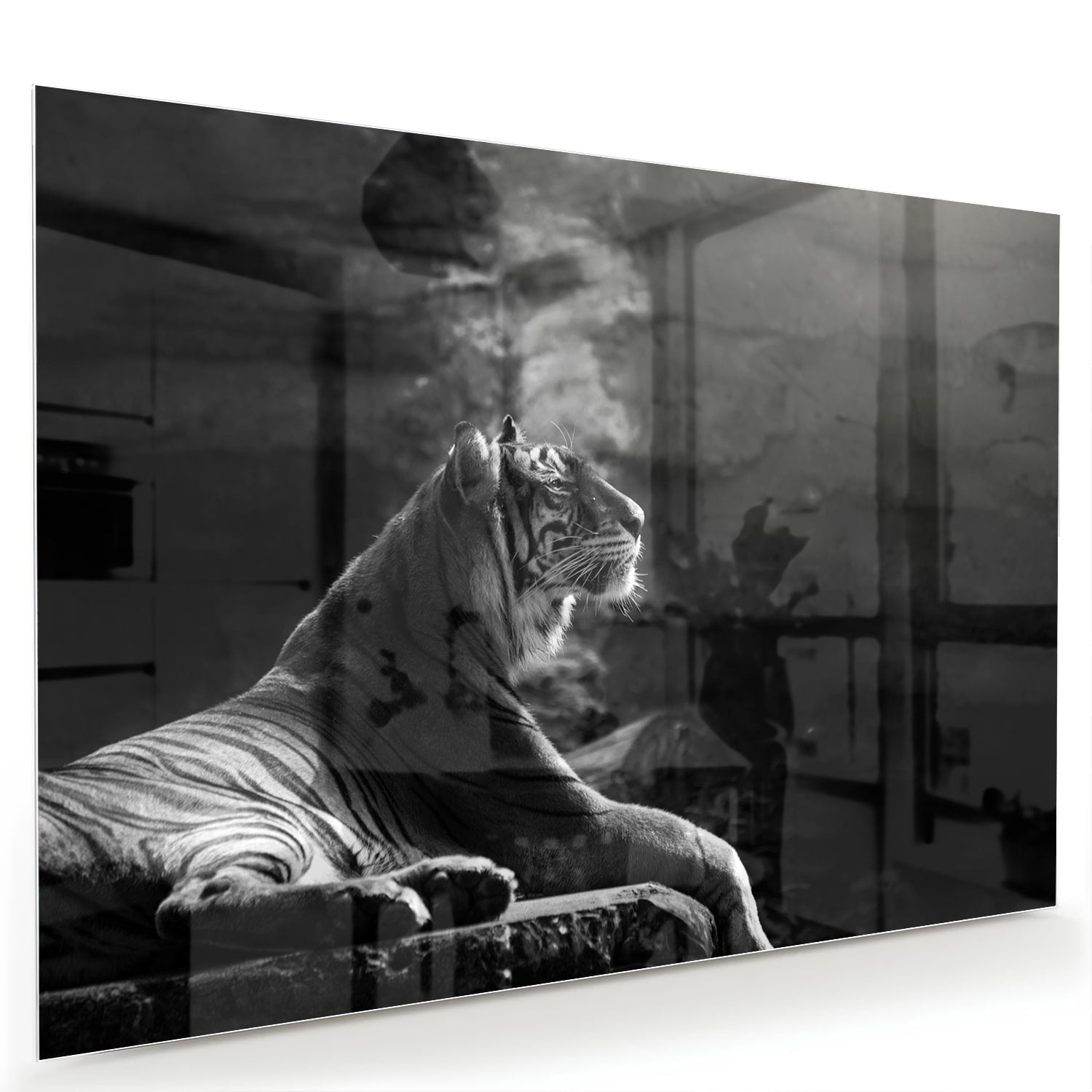 Glazen schilderij van een majestueuze tijger in zwart-wit