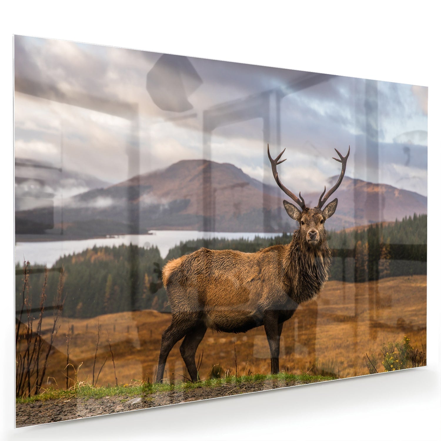 Glazen schilderij van een hert op een natuurlijke achtergrond.