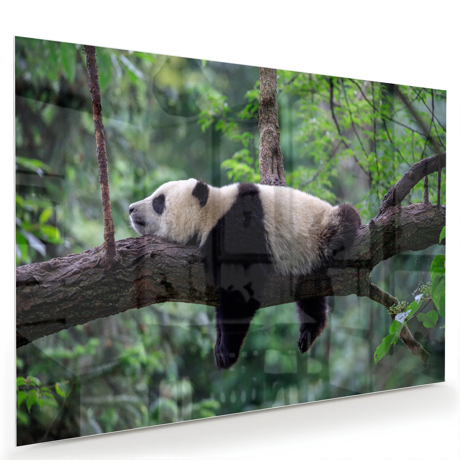 Glazen schilderij van een panda die ontspannen op een tak ligt.