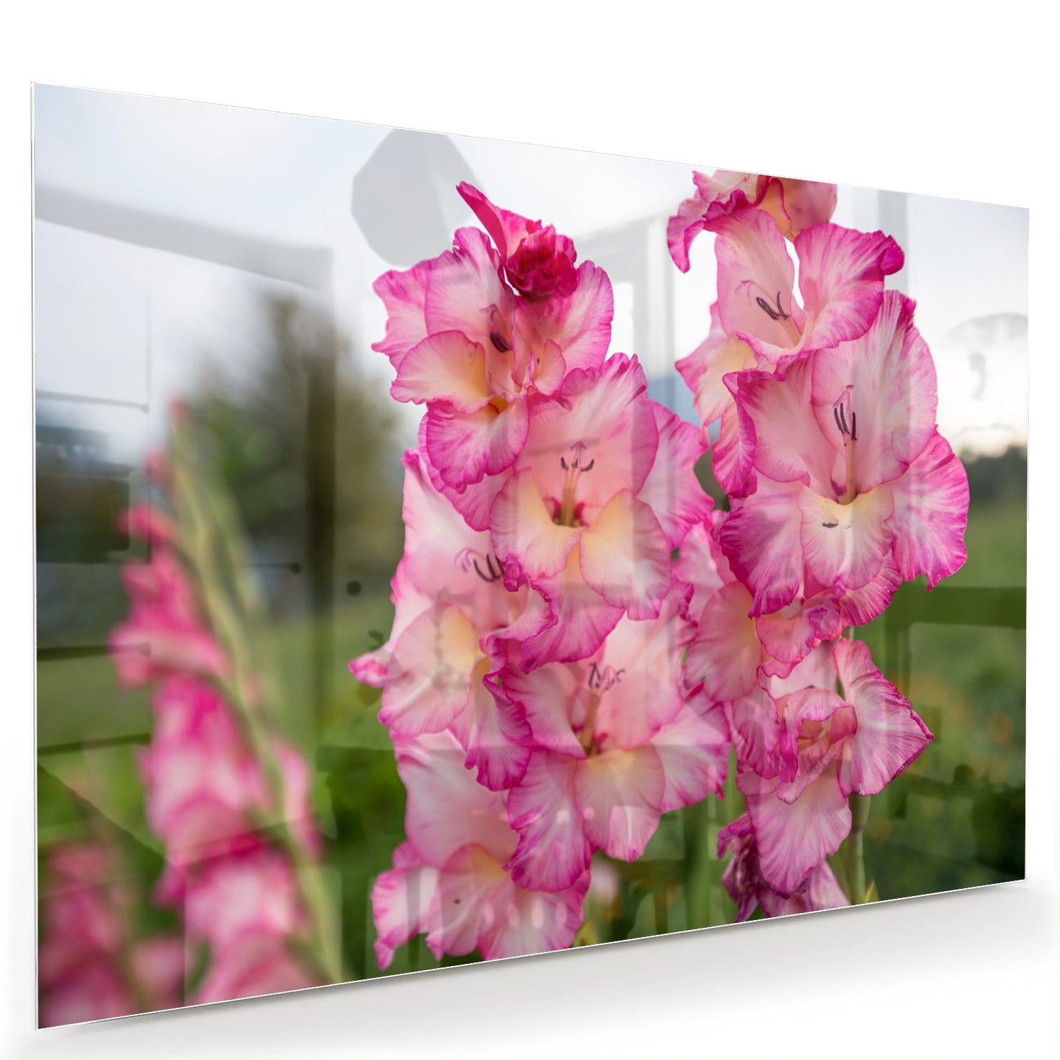 Glazen schilderij van roze gladiolen, een elegant decoratief stuk voor de muur.