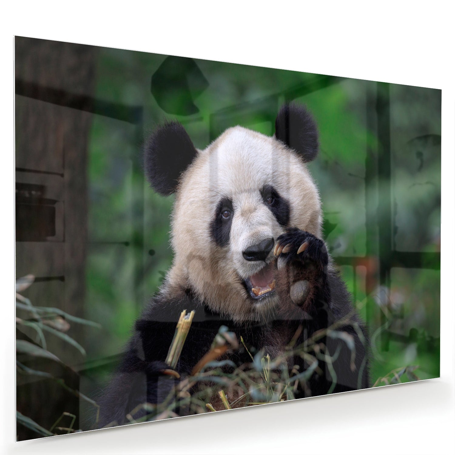 Glazen schilderij met een panda in een groene omgeving, perfect voor mooie interieurdecoratie.