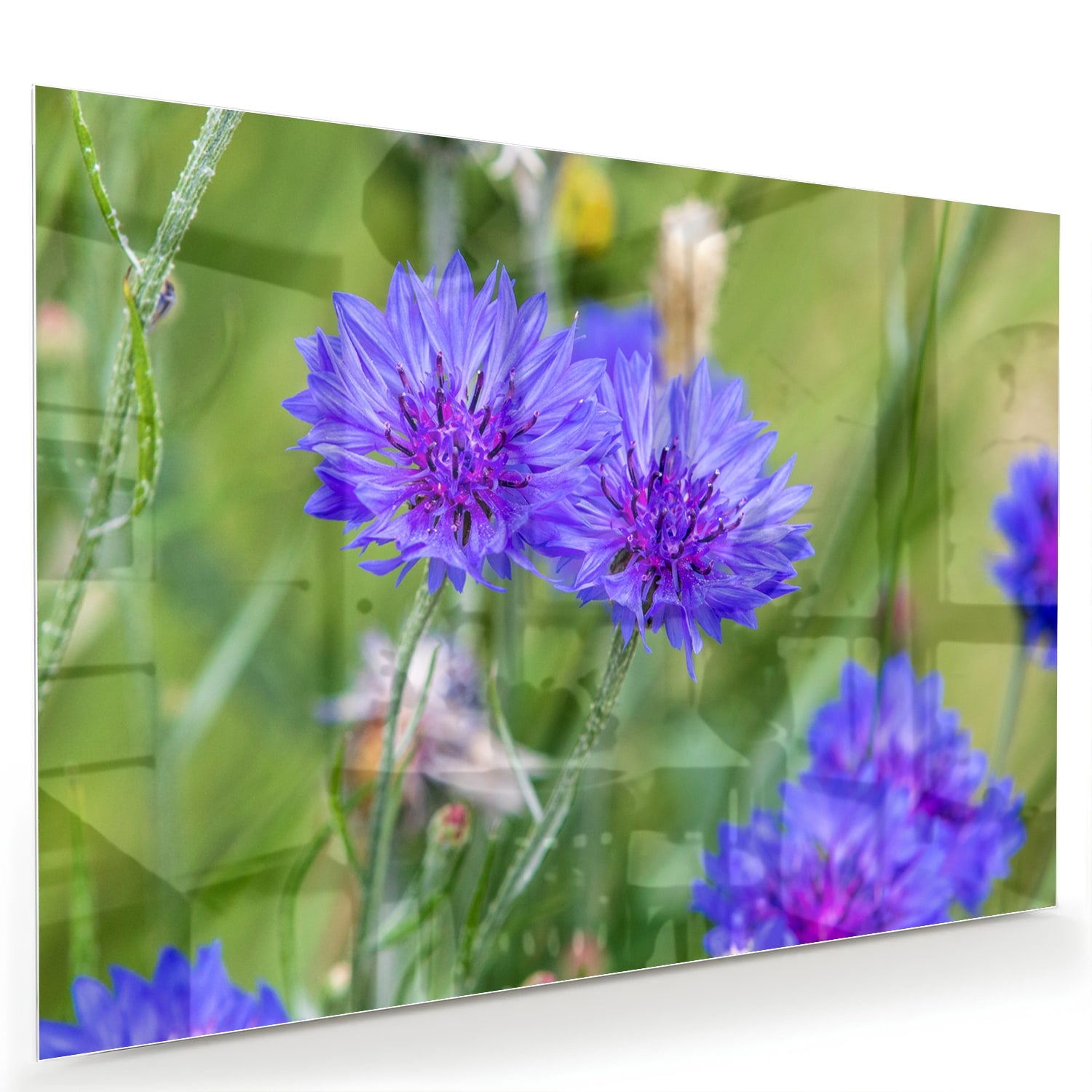 Glazen schilderij met paarse bloemen in een moderne woonkamer.