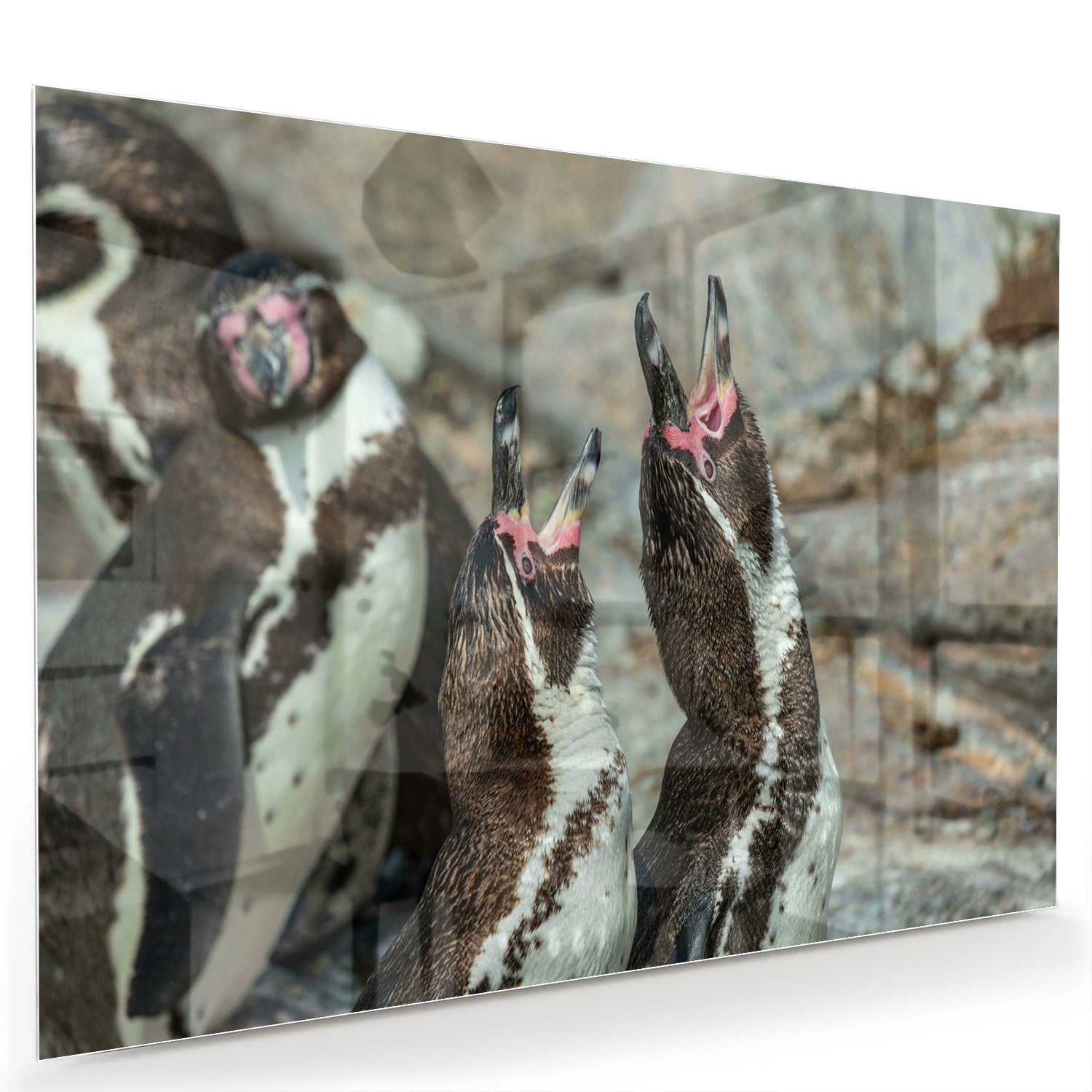 Glas schilderij met vrolijke pinguns op een muur in een modern interieur.