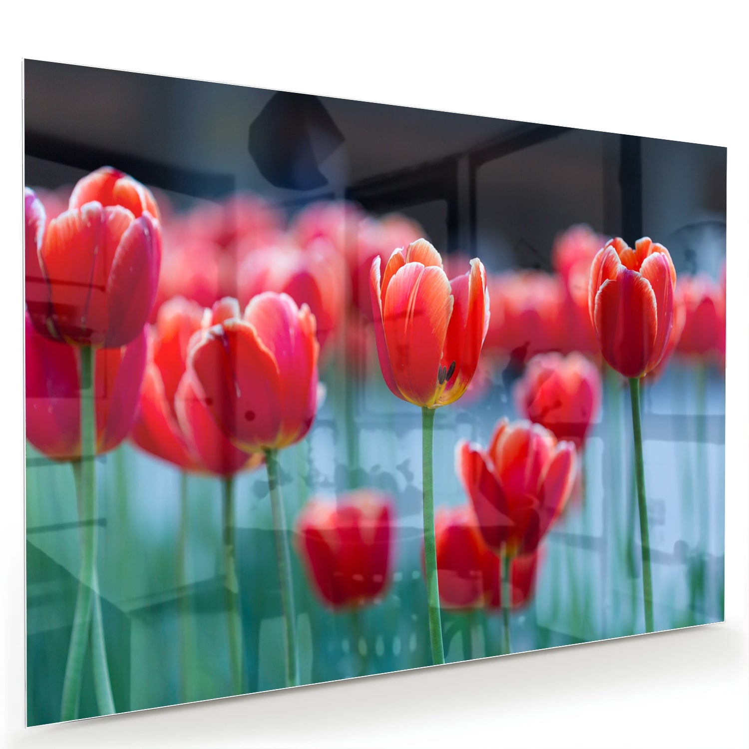 Glazen schilderij met rode tulpen op een witte muur