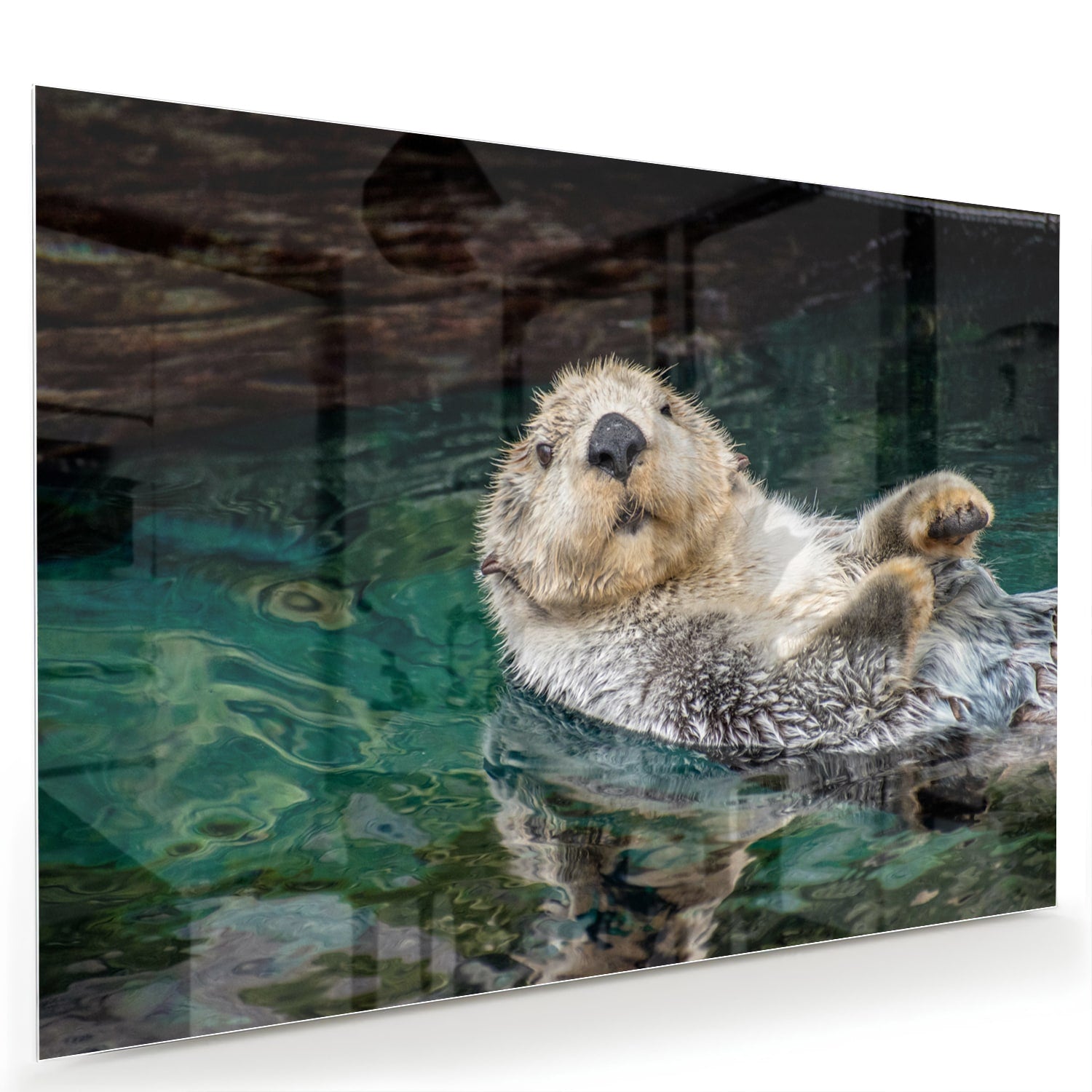 Glazen schilderij van een zeeotter die in water drijft.