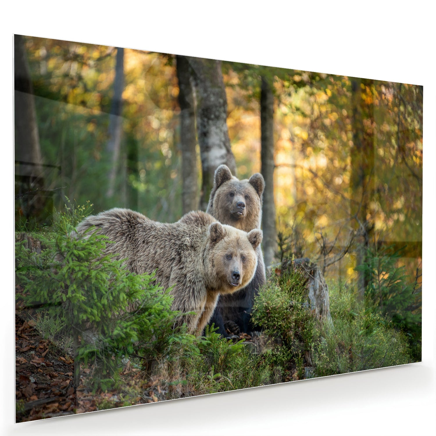 Glazen schilderij met twee schattige beren in een bosrijke omgeving
