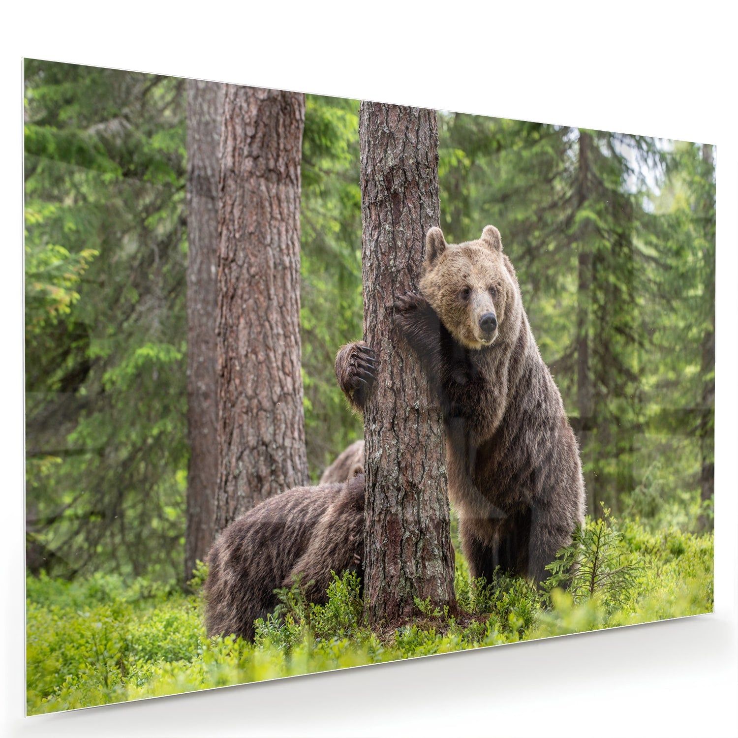 Glazen schilderij van een grizzly beer leunend tegen een boom in de natuur.