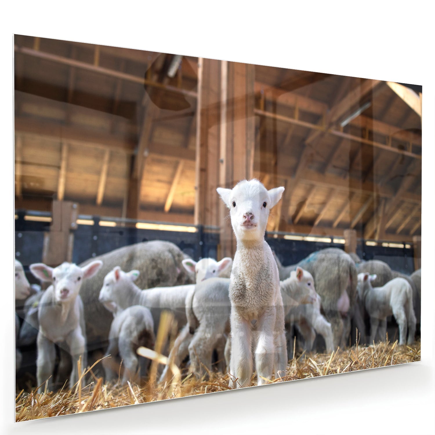 Glazen schilderij met lammetjes in een stal, perfect voor huisdecoratie.