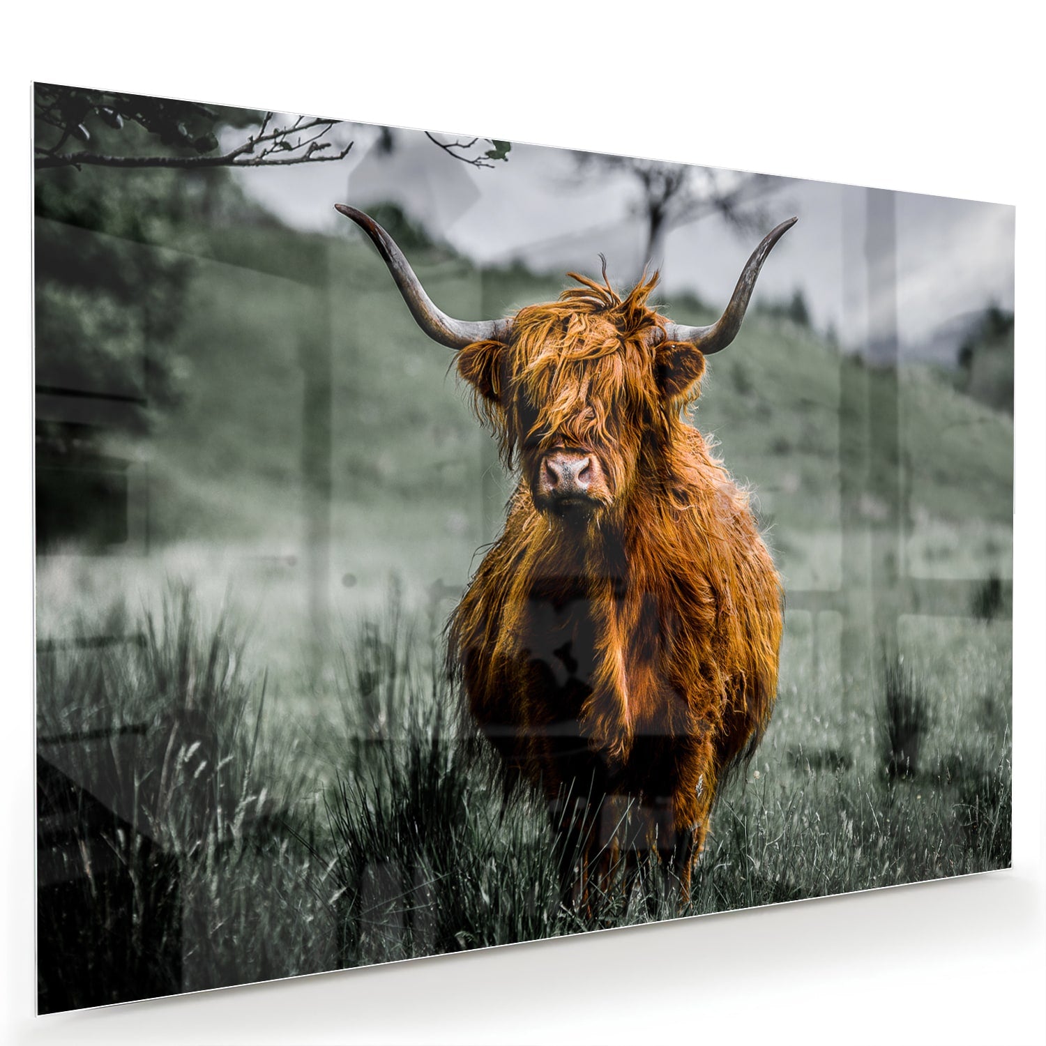 Schots Hooglander schilderij op glas in een groene omgeving.