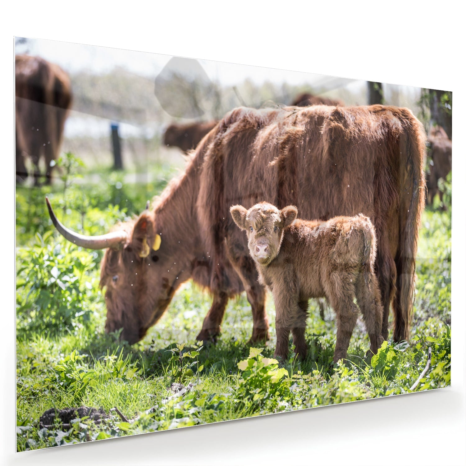 Glazen schilderij van een moederkoe met haar kalf in een groene weide.