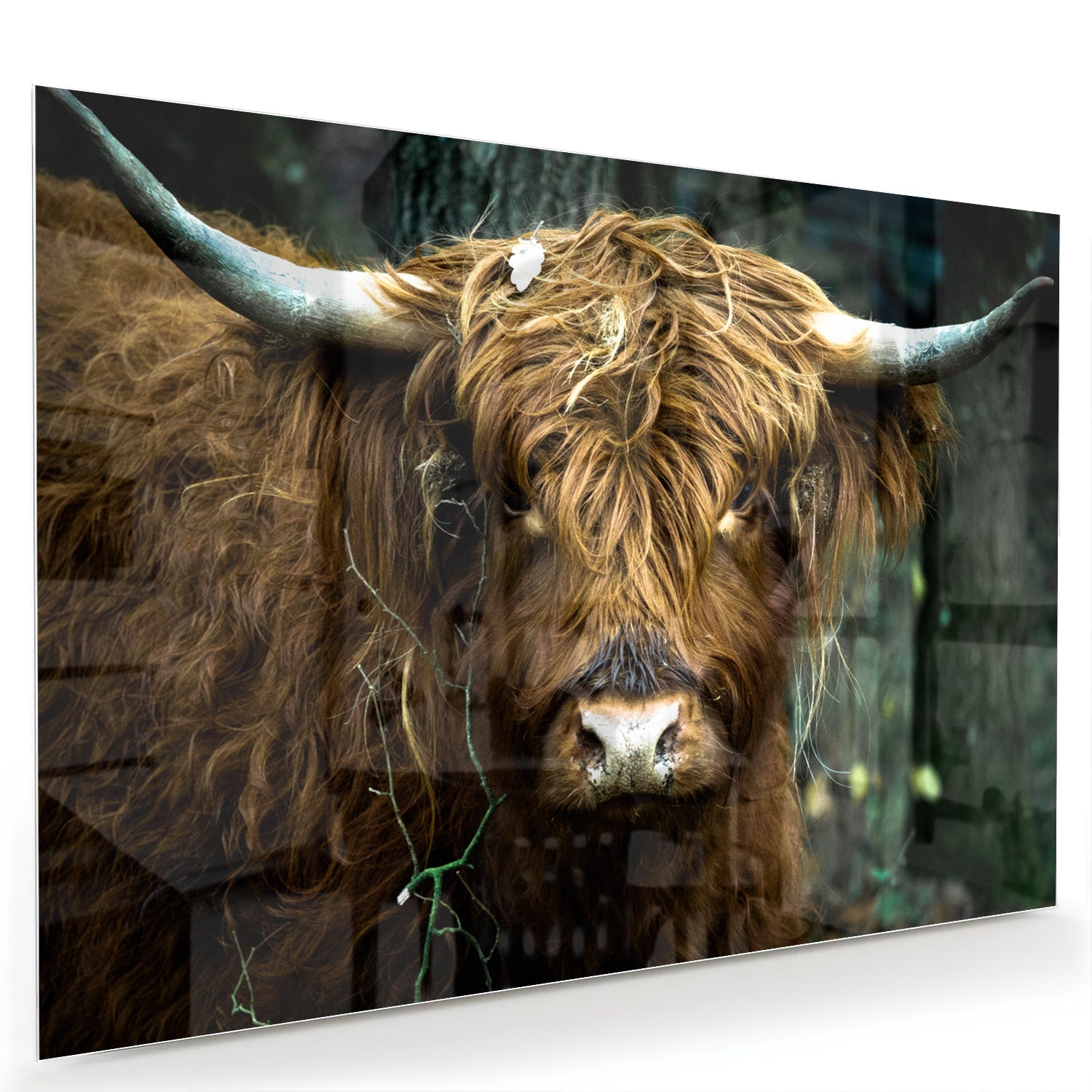 Glazen schilderij van een Schotse Hooglander in een natuurlijke omgeving