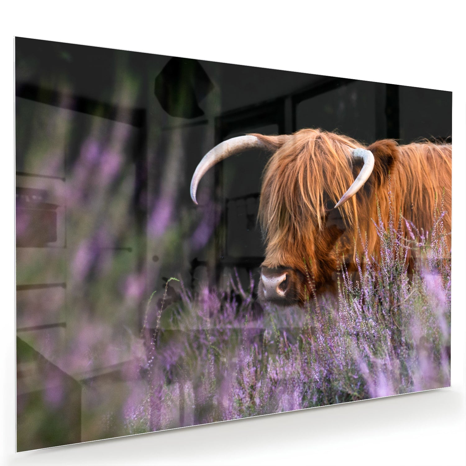Glazen schilderij van een Schotse Hooglander met lavendel op de achtergrond.