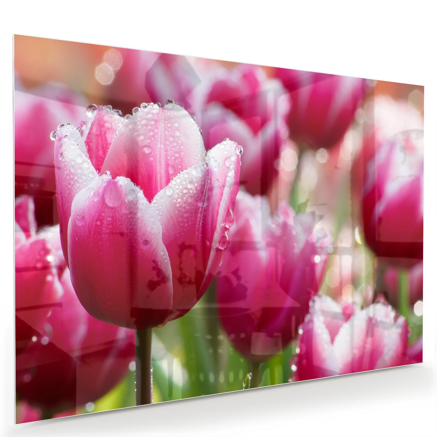 Glazen schilderij van roze tulpen met dauwdruppels, elegant en kleurig.
