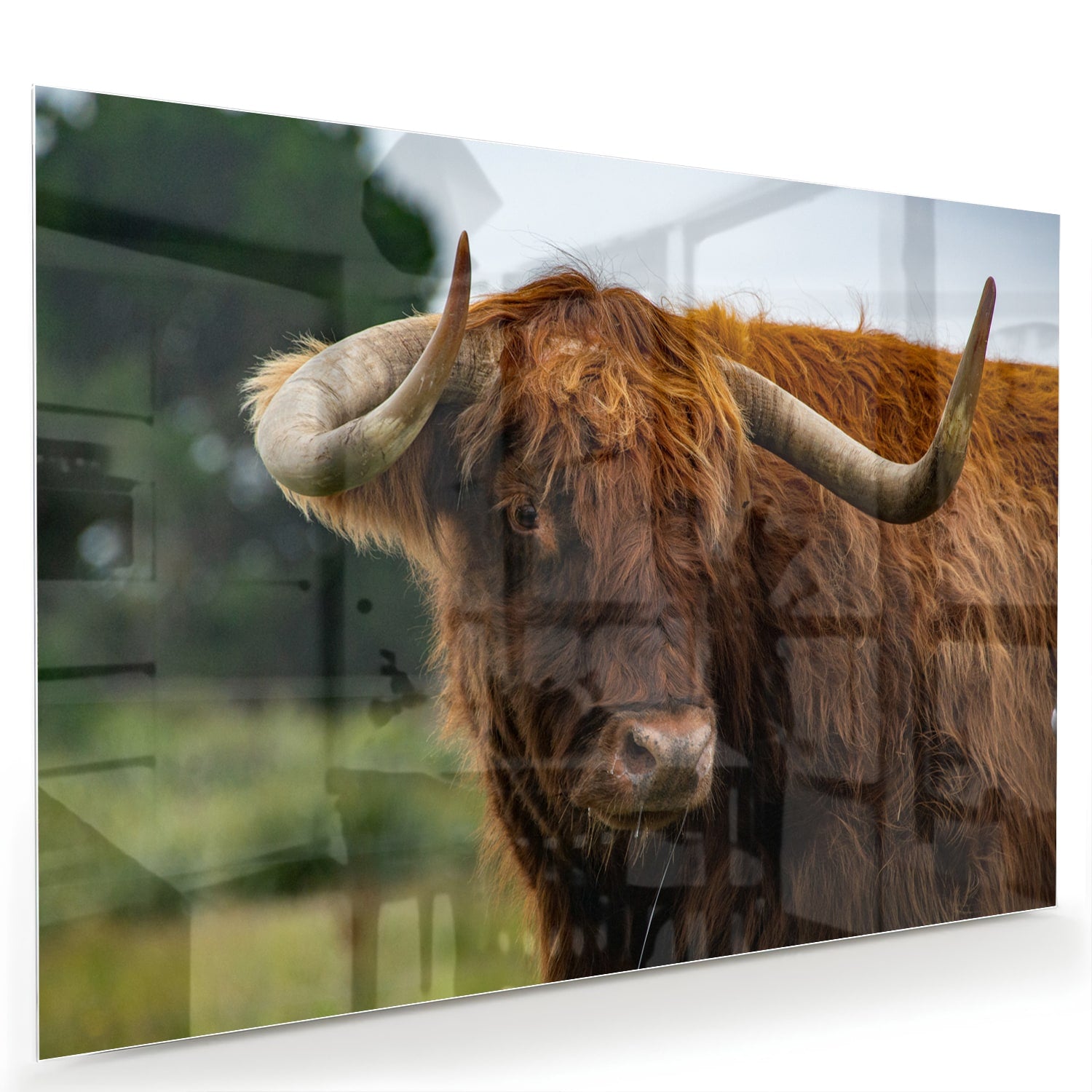 Glas schilderij van een Schotse Hooglander in een moderne woonkamer