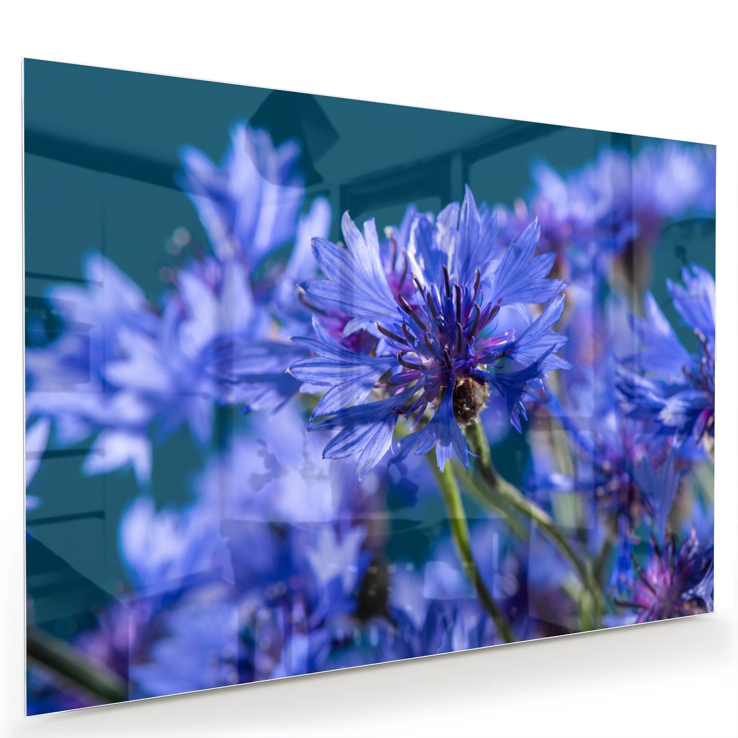 Een glazen schilderij met paarse bloemen op een witte muur, in een sfeervolle woonkamer.