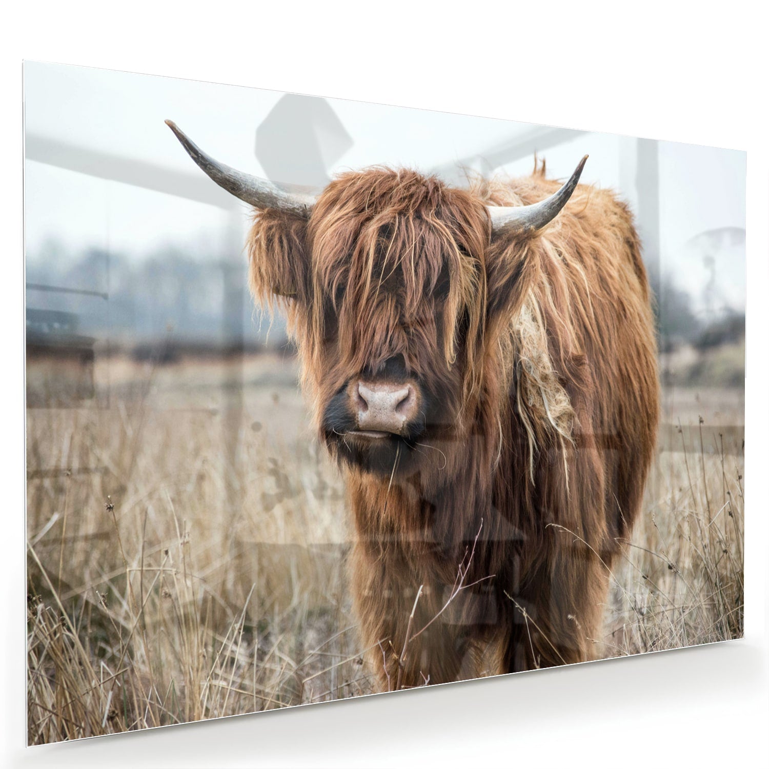 Glazen schilderij met een Houten Hooglander in een natuurlijke omgeving.
