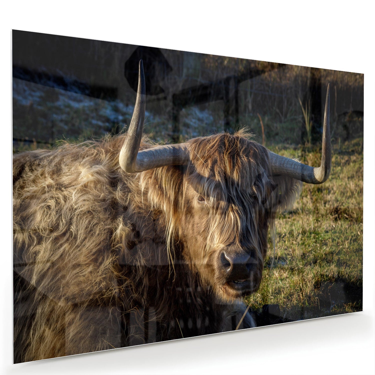 Glazen schilderij van een Highlander rund in een groene omgeving
