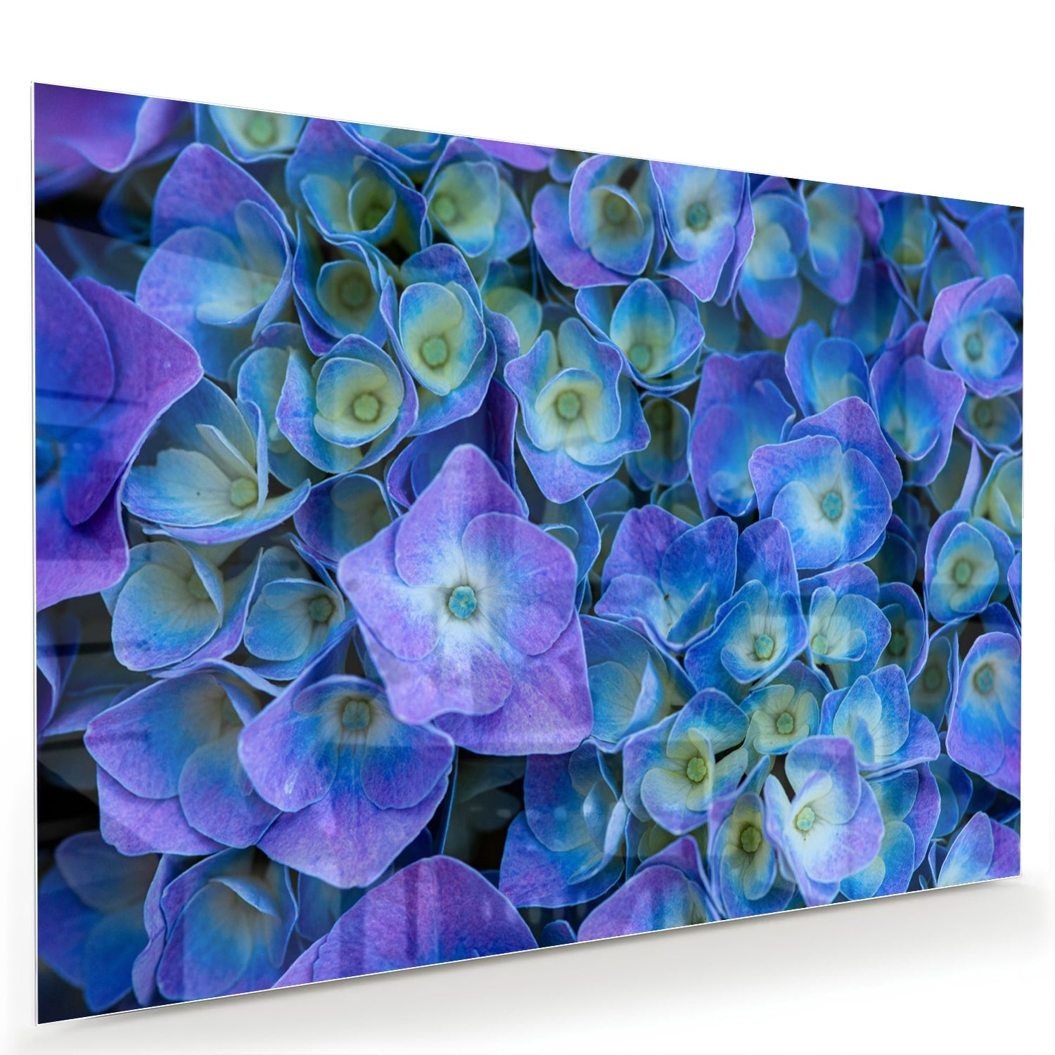 Glas schilderij met mooie blauwe bloemen aan de muur