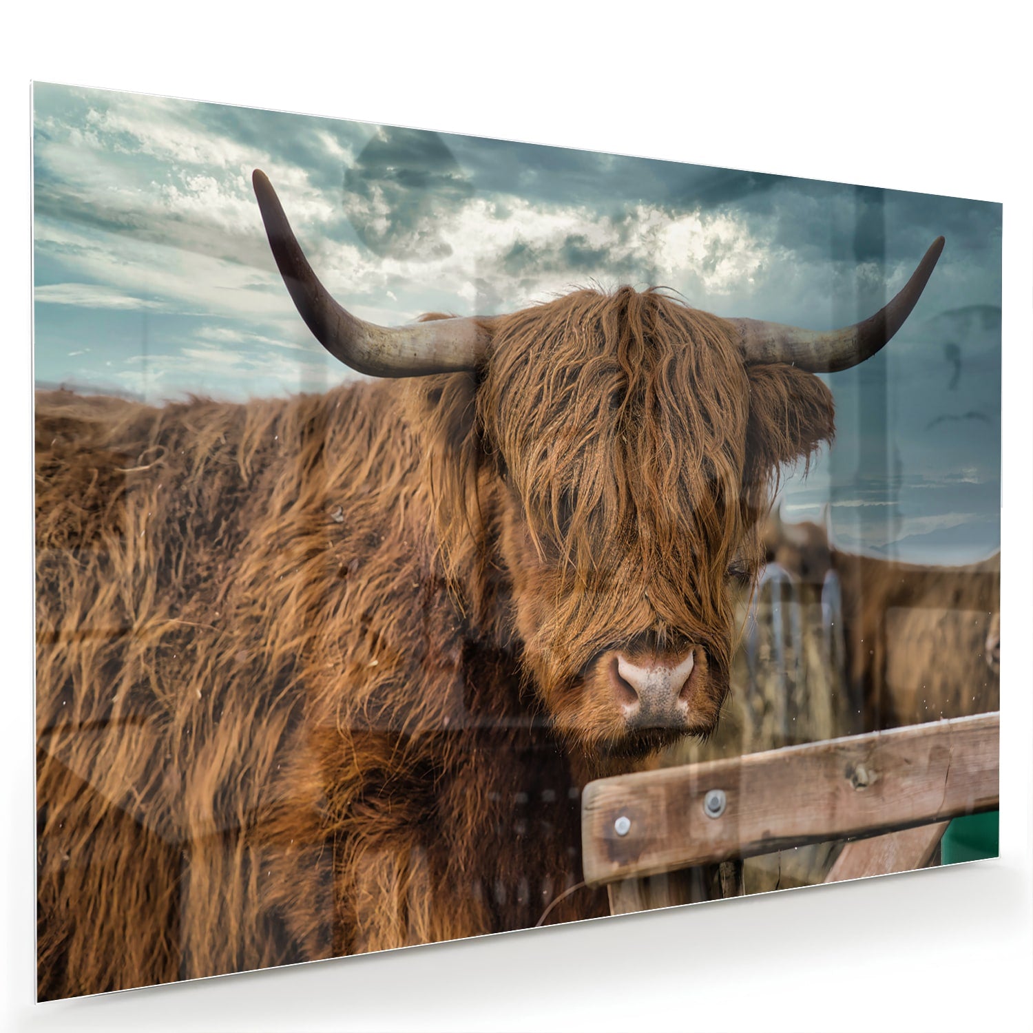 Glas schilderij van een Highlander koe met een mooie achtergrond.