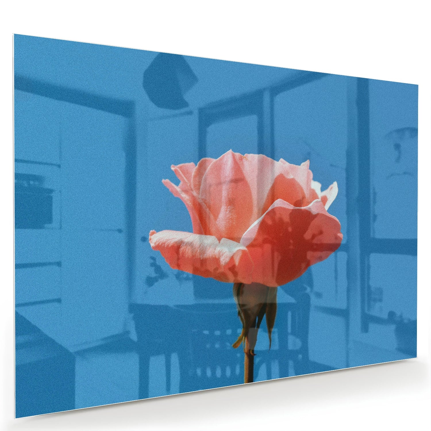 Glas schilderij van een roze roos op een blauwe achtergrond, geschikt voor wanddecoratie.